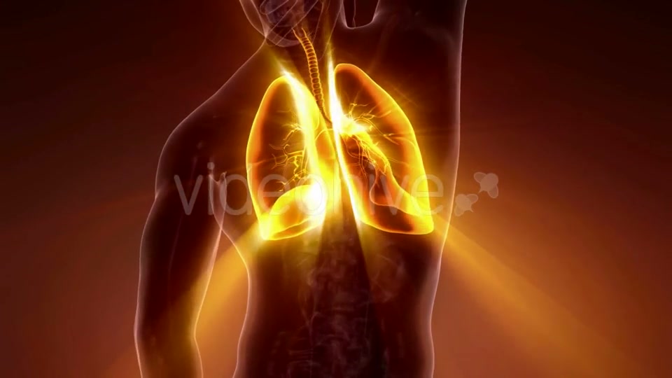 Human Body with Visible Lungs - Download Videohive 20506640