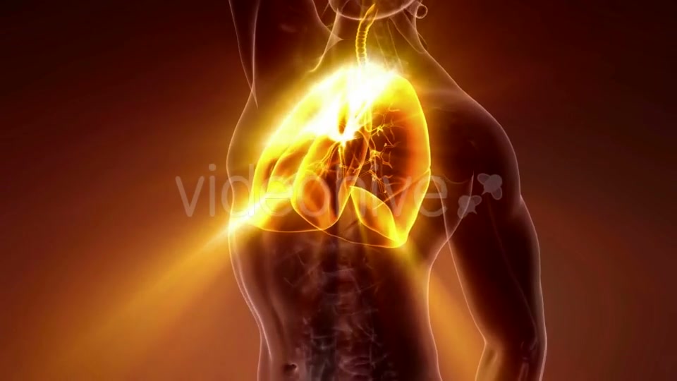 Human Body with Visible Lungs - Download Videohive 20506640