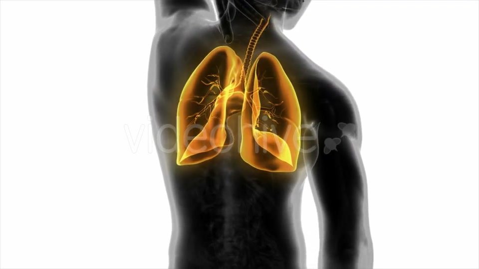 Human Body with Visible Lungs - Download Videohive 20506676