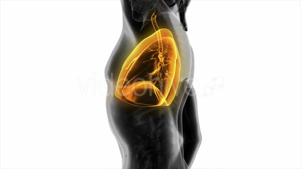 Human Body with Visible Lungs - Download Videohive 20506676