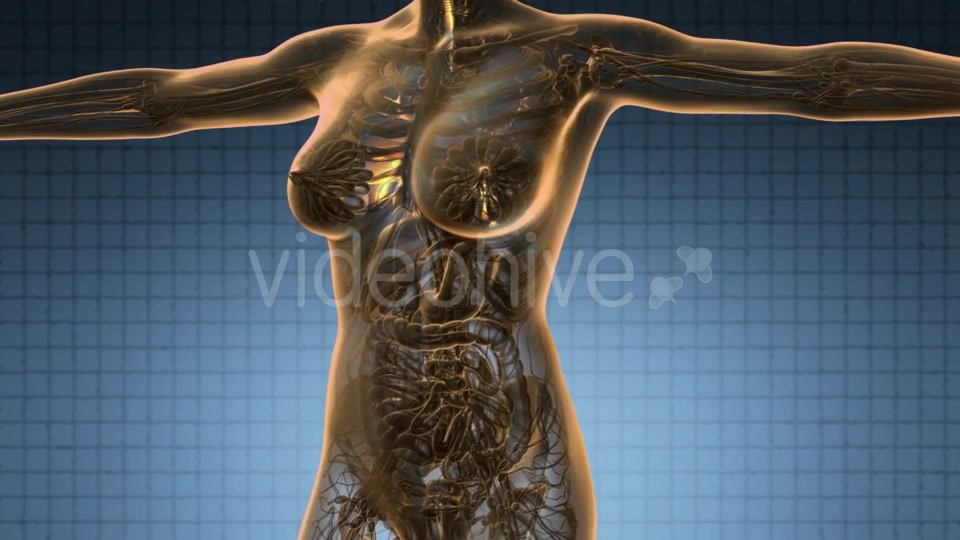 Human Body with Visible Lungs - Download Videohive 20567318