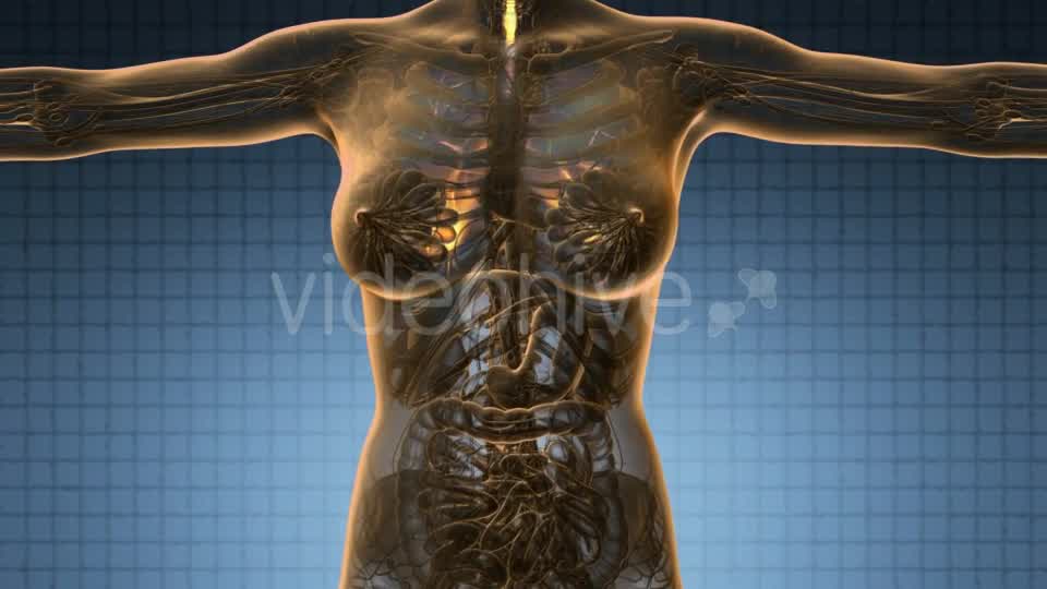 Human Body with Visible Lungs - Download Videohive 20567318