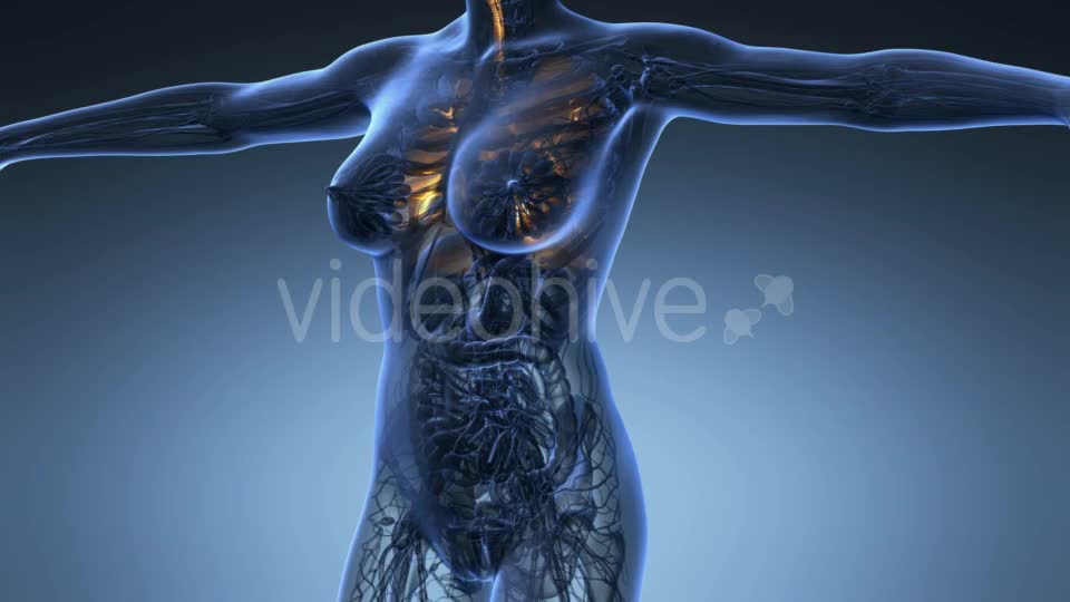 Human Body with Visible Lungs - Download Videohive 20624972