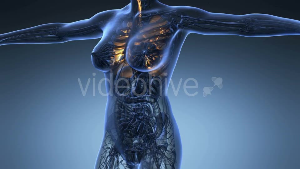 Human Body with Visible Lungs - Download Videohive 20624972