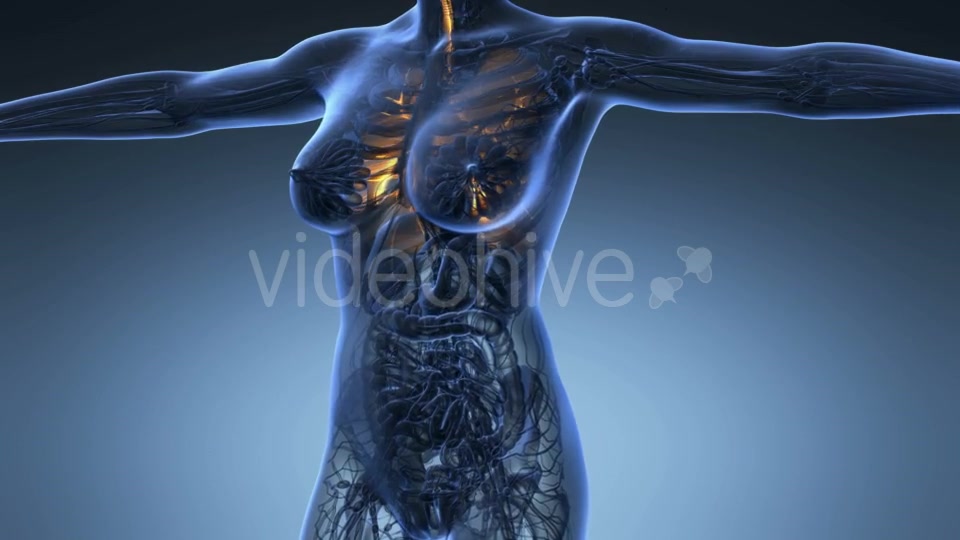 Human Body with Visible Lungs - Download Videohive 20624972