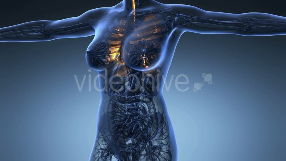 Human Body with Visible Lungs - Download Videohive 20624972