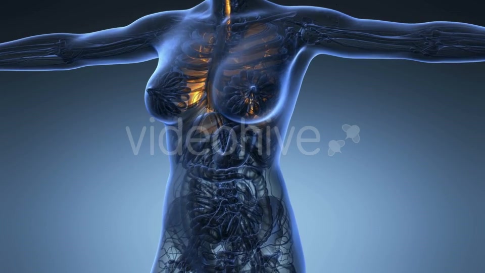 Human Body with Visible Lungs - Download Videohive 20624972