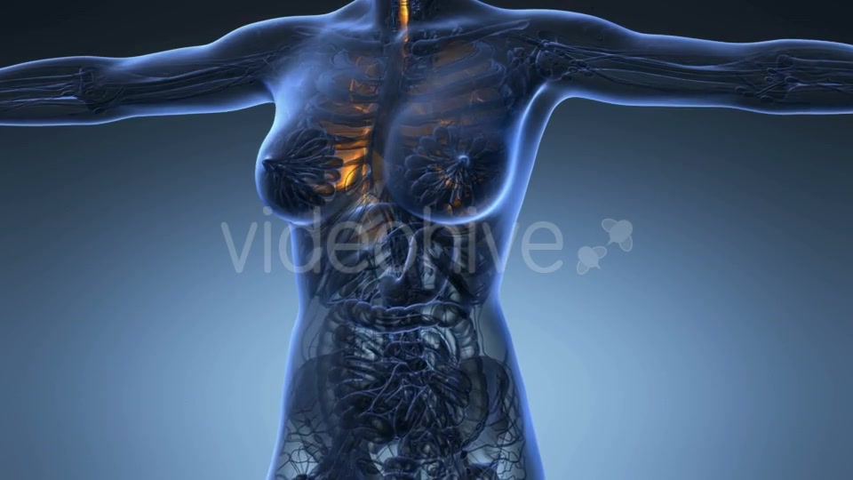 Human Body with Visible Lungs - Download Videohive 20624972