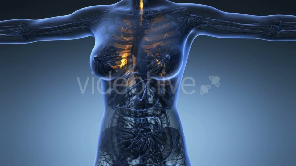 Human Body with Visible Lungs - Download Videohive 20624972