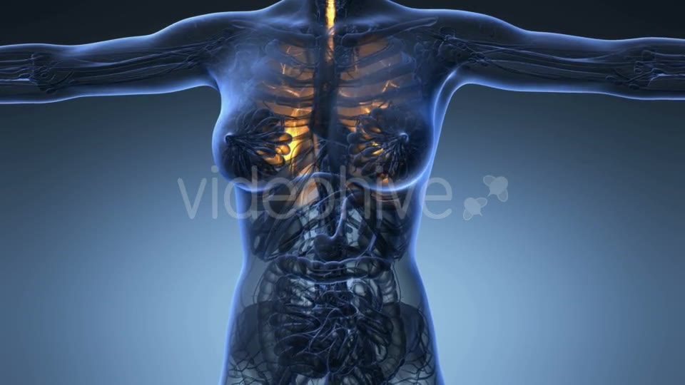 Human Body with Visible Lungs - Download Videohive 20624972