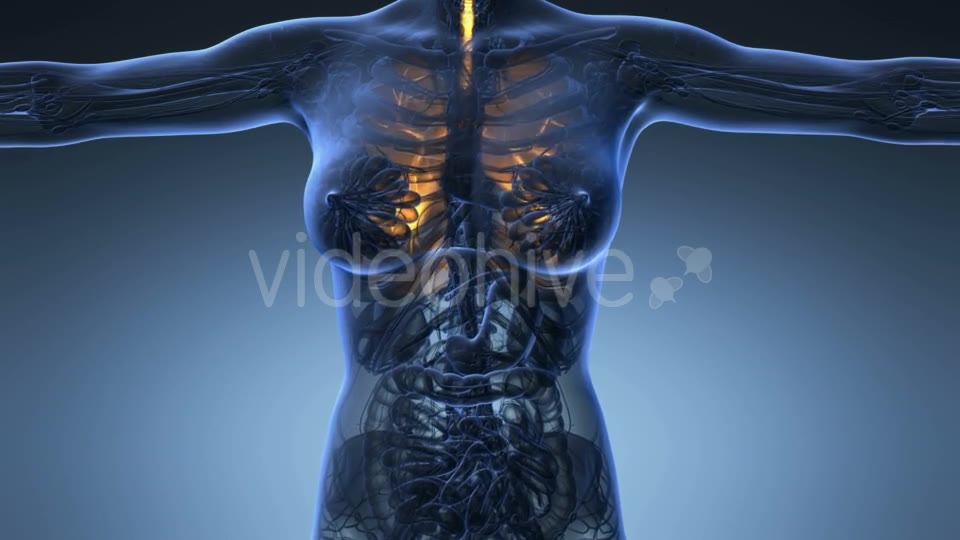 Human Body with Visible Lungs - Download Videohive 20624972
