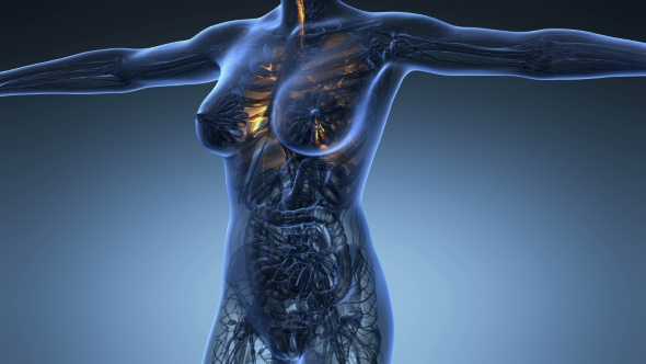 Human Body with Visible Lungs - Download Videohive 20624972