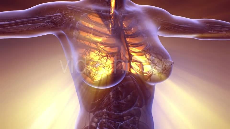 Human Body with Visible Lungs - Download Videohive 20881863