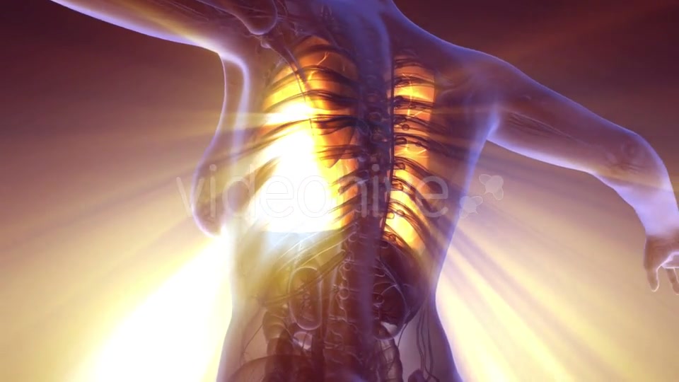 Human Body with Visible Lungs - Download Videohive 20881863