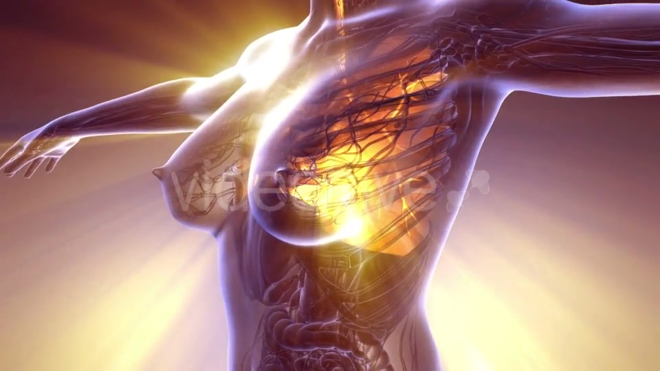 Human Body with Visible Lungs - Download Videohive 20881863