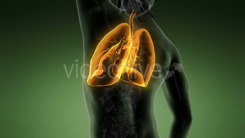 Human Body with Visible Lungs - Download Videohive 20987104