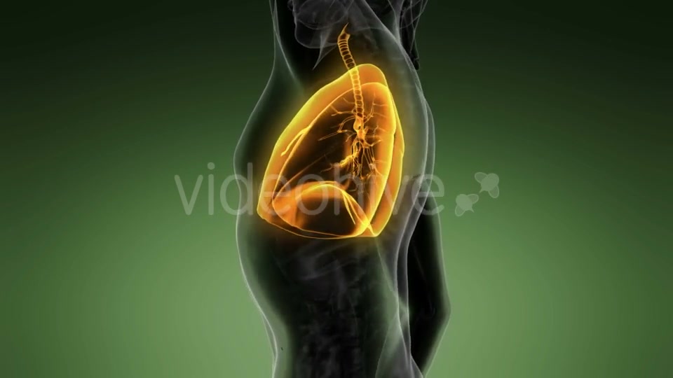 Human Body with Visible Lungs - Download Videohive 20987104