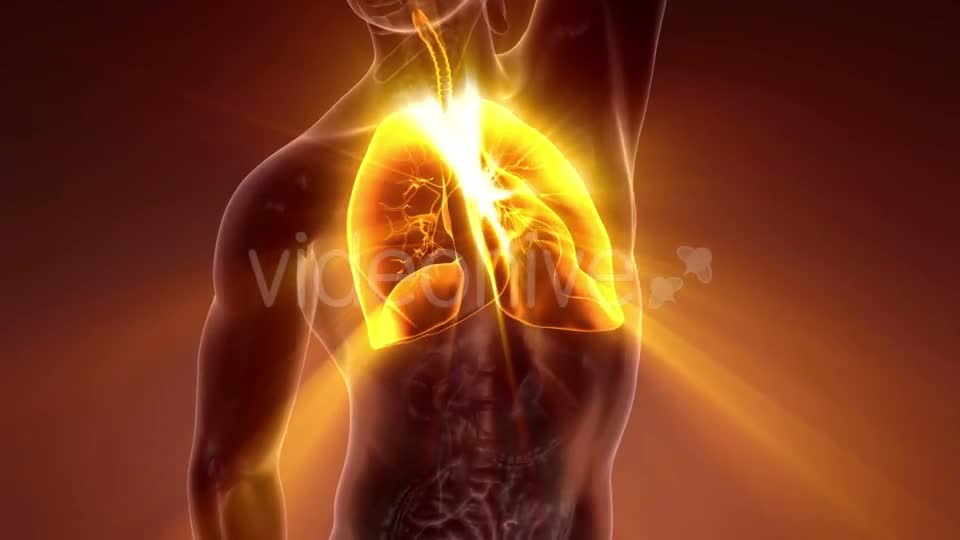 Human Body with Visible Lungs - Download Videohive 21204629