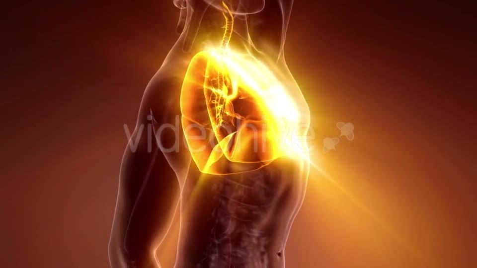 Human Body with Visible Lungs - Download Videohive 21204629