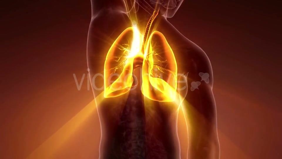 Human Body with Visible Lungs - Download Videohive 21204629
