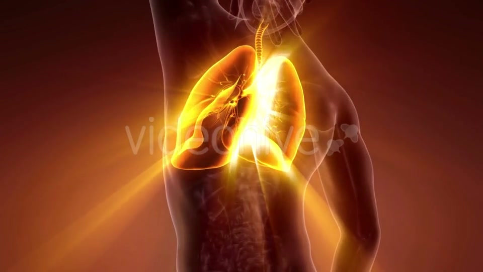 Human Body with Visible Lungs - Download Videohive 21204629