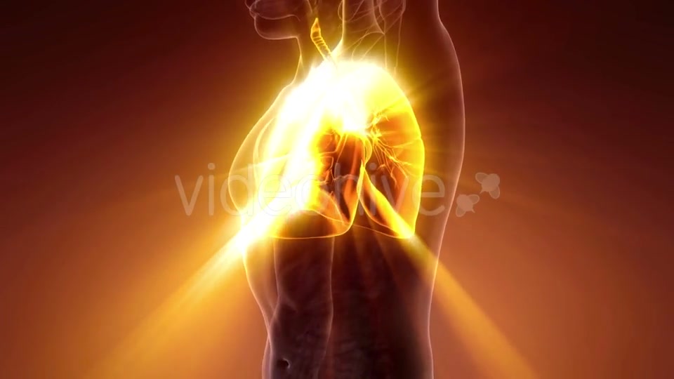 Human Body with Visible Lungs - Download Videohive 21204629