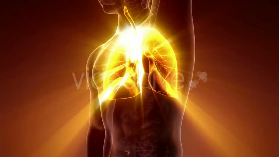 Human Body with Visible Lungs - Download Videohive 21225191