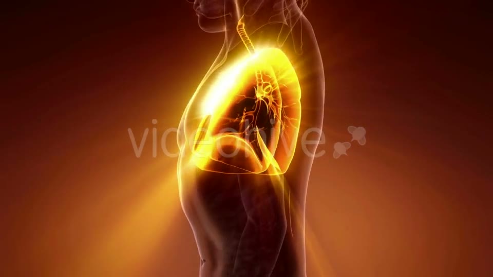 Human Body with Visible Lungs - Download Videohive 21225191