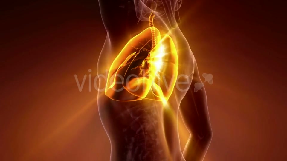 Human Body with Visible Lungs - Download Videohive 21225191