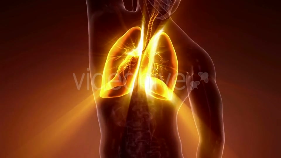 Human Body with Visible Lungs - Download Videohive 21225191