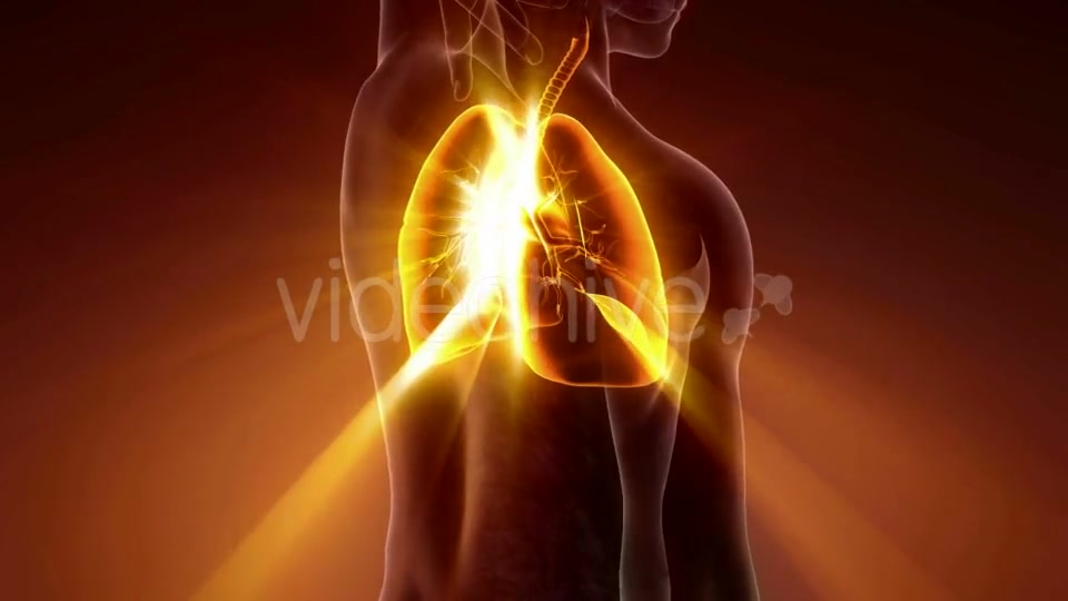 Human Body with Visible Lungs - Download Videohive 21225191