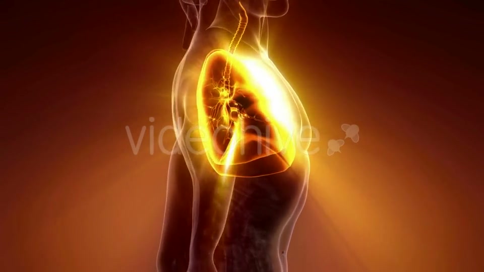 Human Body with Visible Lungs - Download Videohive 21225191