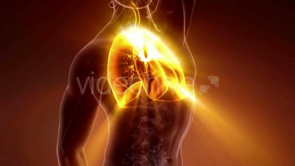 Human Body with Visible Lungs - Download Videohive 21225191