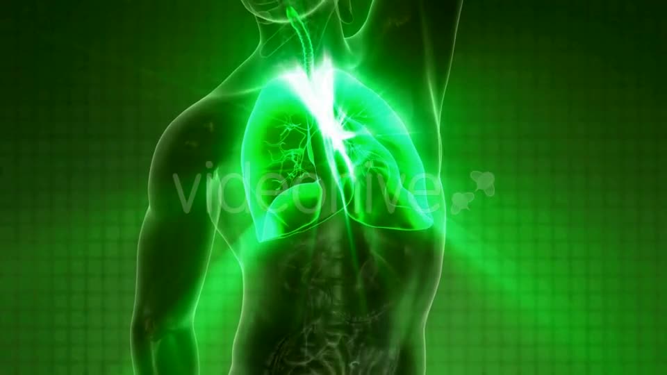 Human Body with Visible Lungs - Download Videohive 21225387