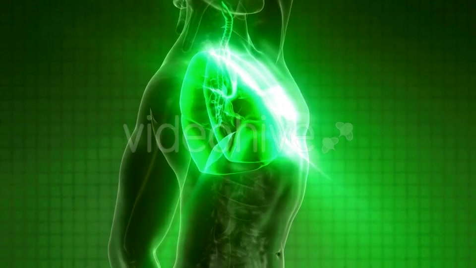 Human Body with Visible Lungs - Download Videohive 21225387