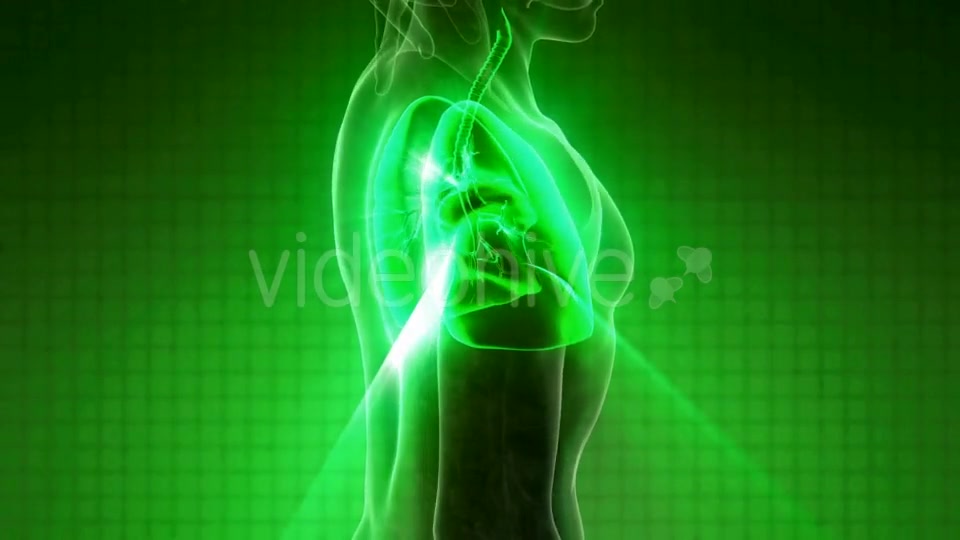 Human Body with Visible Lungs - Download Videohive 21225387