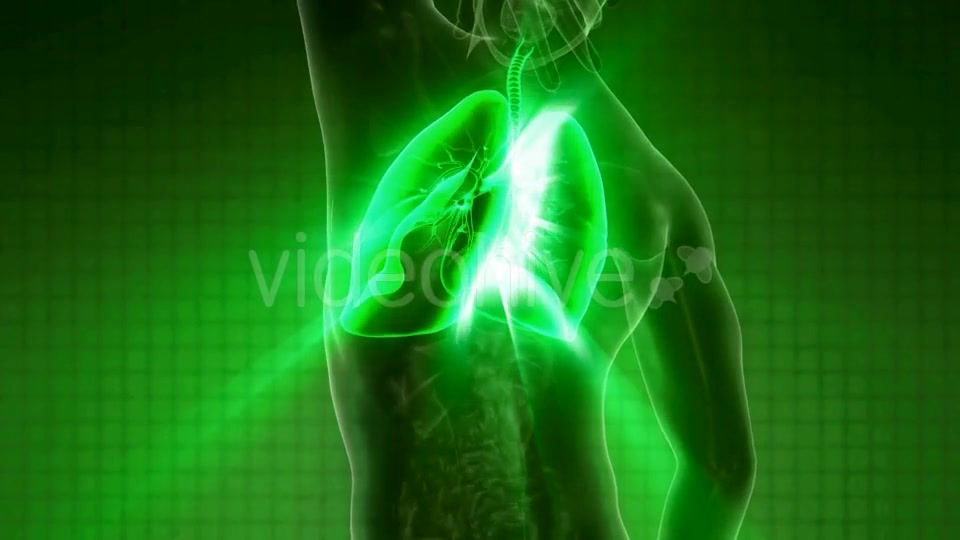 Human Body with Visible Lungs - Download Videohive 21225387