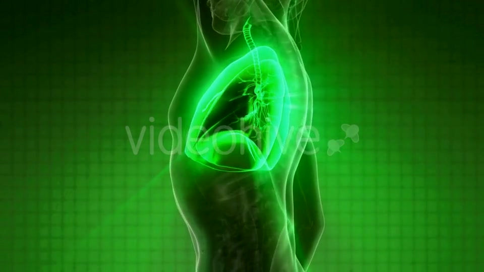 Human Body with Visible Lungs - Download Videohive 21225387