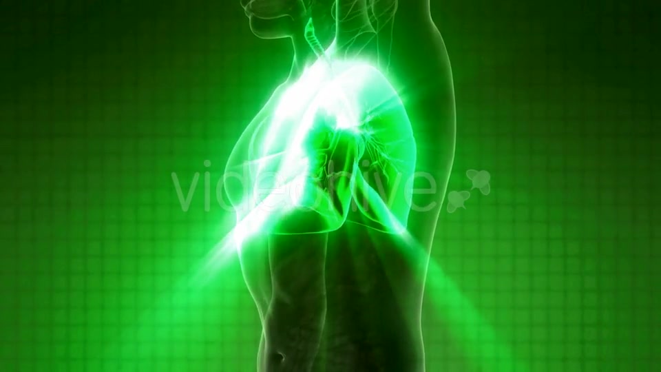 Human Body with Visible Lungs - Download Videohive 21225387