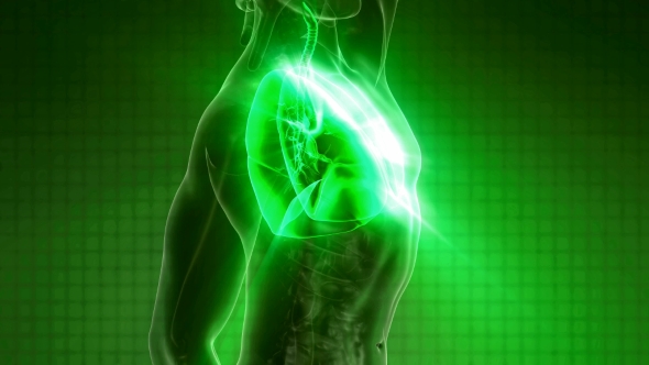 Human Body with Visible Lungs - Download Videohive 21225387