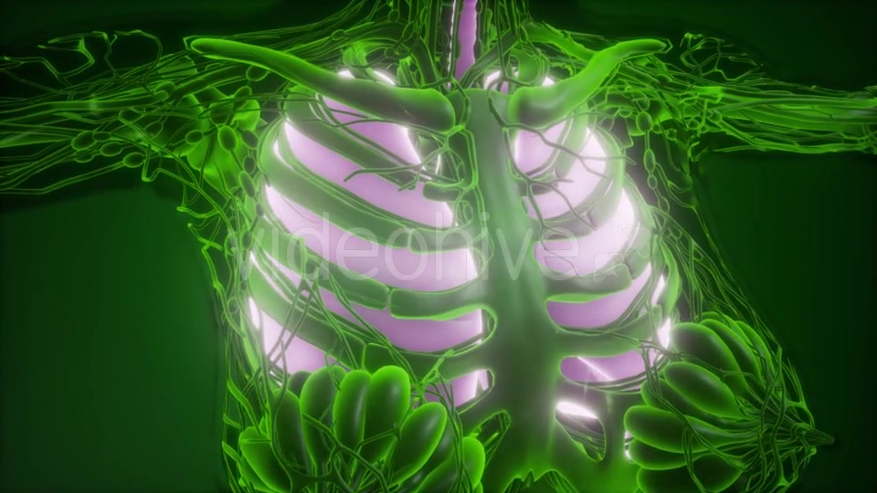 Human Body with Visible Lungs - Download Videohive 21533357