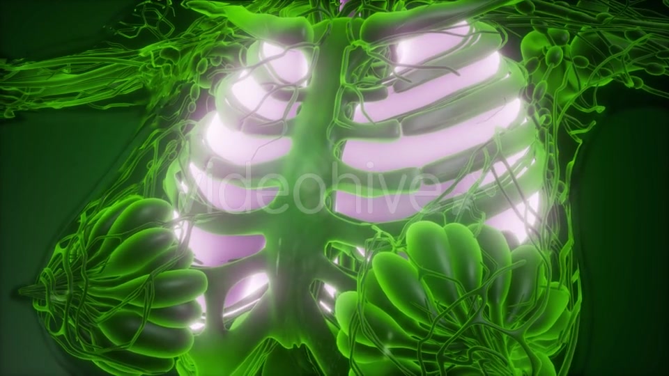 Human Body with Visible Lungs - Download Videohive 21533357