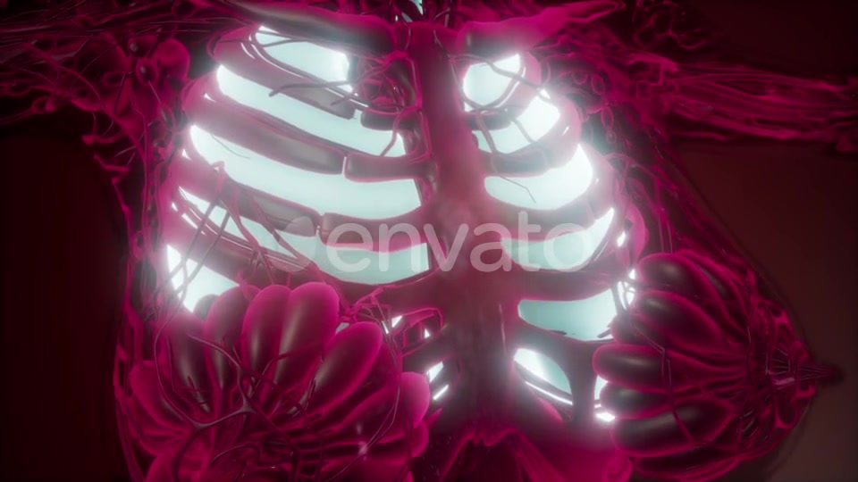 Human Body with Visible Lungs - Download Videohive 21843943