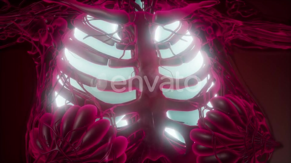 Human Body with Visible Lungs - Download Videohive 21843943