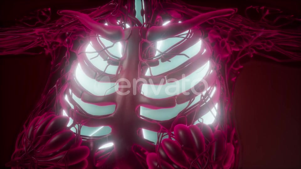 Human Body with Visible Lungs - Download Videohive 21843943