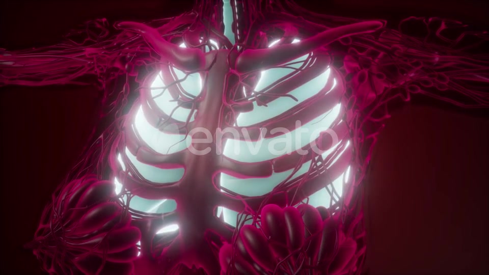 Human Body with Visible Lungs - Download Videohive 21843943