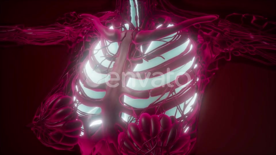 Human Body with Visible Lungs - Download Videohive 21843943