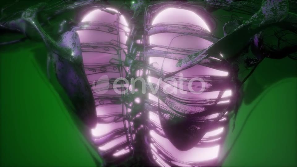 Human Body with Visible Lungs - Download Videohive 21914996
