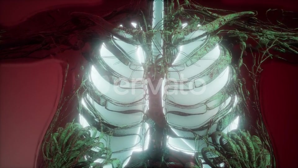 Human Body with Visible Lungs - Download Videohive 21915045