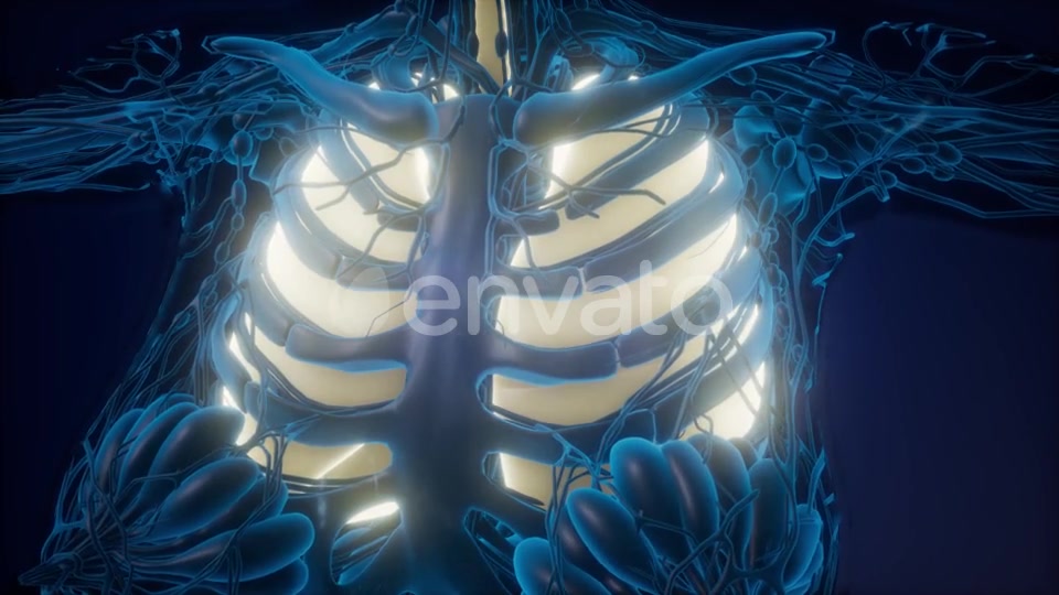 Human Body with Visible Lungs - Download Videohive 21987383